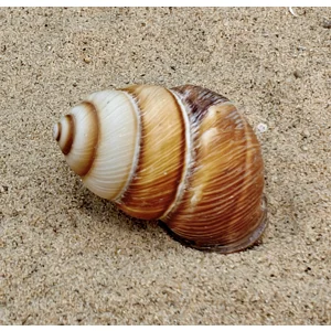 Spiral Top Shell (Medium).