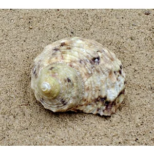 Goldmouth Turbo Shell (Medium)