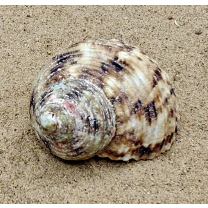 Goldmouth Turbo Shell (Large)