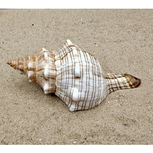 Foxhead Shell (XXL)