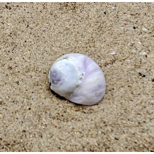 Emporer Purple Periwinkle Shell (Very Small)