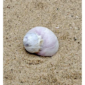Emporer Purple Periwinkle Shell (Small)