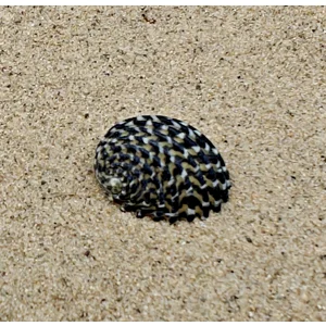 Nerita Exuvia Shell (Very Small)