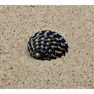 Nerita Exuvia Shell (Small)