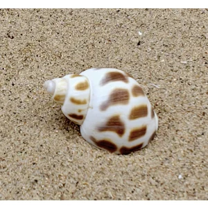 Babylon Shell (Small)
