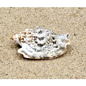 Diana's Ears Conch Shell (Medium)