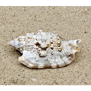 Diana's Ears Conch Shell (Large)
