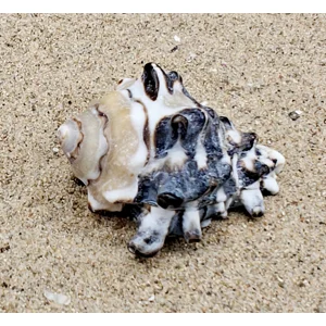 Vassum Shell (Medium)
