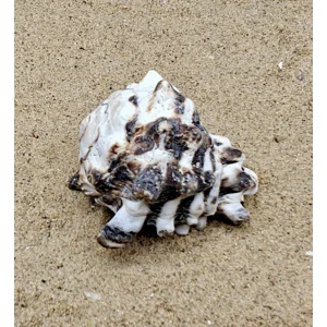 Vassum Shell (Large)