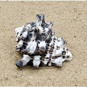 Vassum Shell (Extra Large)