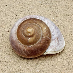 Brown Muffin Shell
