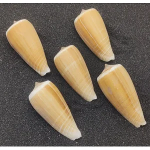 Magnus Cone Shells (Medium) x 5
