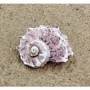 Delphinium Shell (Medium)