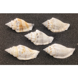 Strombus Urceus Bear Conch Shells (Medium) x5