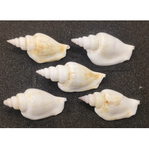 Strombus Betatus Shells x5