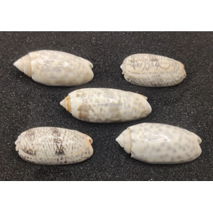 Olive Shells x5 Olive Shells x5
