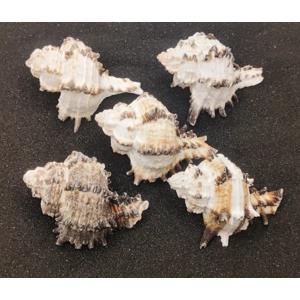 Murex Endiva Shells (Extra Large) x5
