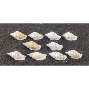Strombus Urceus Bear Conch Shells (Small) x10