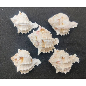 White Murex Endiva Shells (Extra Large) x5