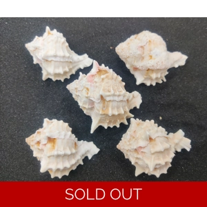 White Murex Endiva Shells (Extra Large) x5
