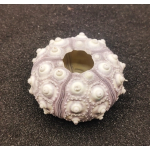 Sputnik Sea Urchin Aquarium Decor