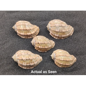 Harpa Shells (Large) x5