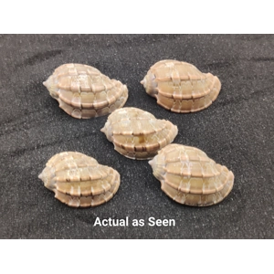 Harpa Shells (Medium) x5