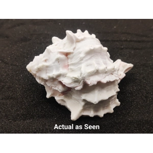 White Murex Shell for Aquarium Decor