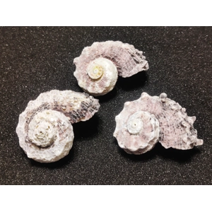 Delphinium Shells (Extra Large) x3 Delphinium Shells (Extra Large) x3