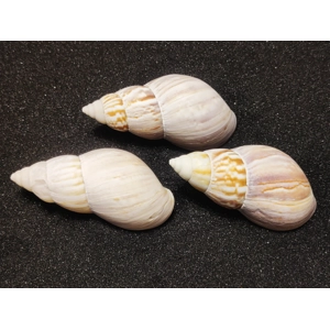 Japanese Tulip Shells XXL x3