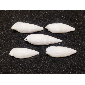 White Icicles Cerith Shells (Medium) x5