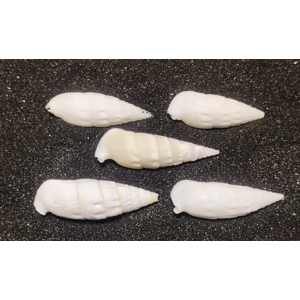 White Icicles Cerith Shells (Small) x5