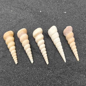 Screw Shells (Large) x5