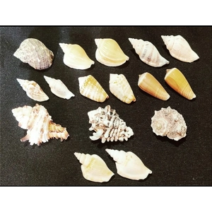 16 x Hermit Crab Shells Homes Selection Various Sizes