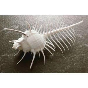 Murex Pecten (Thorny Thistle) Shell