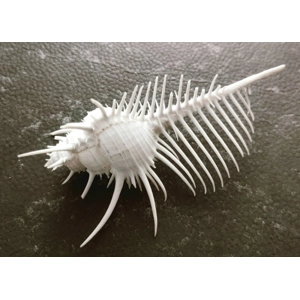 Murex Pecten (Venus Comb) Shell Murex Pecten (Venus Comb) Shell