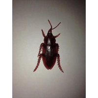 5 PACK of FAKE COCKROACHES Film Tv Prop Gross Gag insects ..