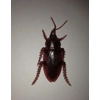 1x Cockroach