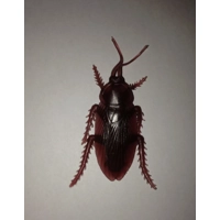 1x Cockroach