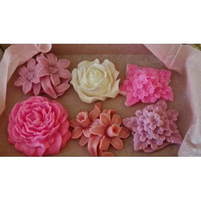 Harmony Infusions Collection