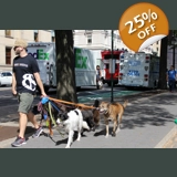 Walking the Dogs NY city style