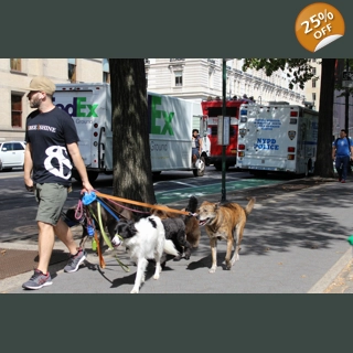 Walking the Dogs NY cit..