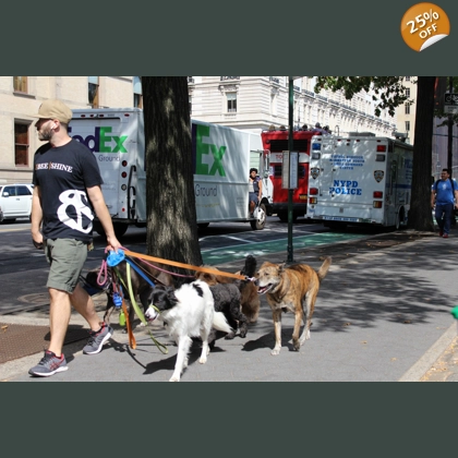 Walking the Dogs NY city style