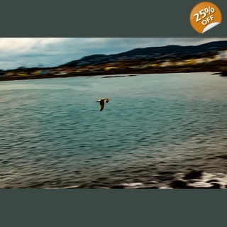 Solitary Seagull