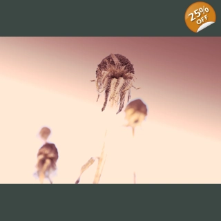 Life on Mars