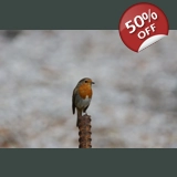 Robin on Rust