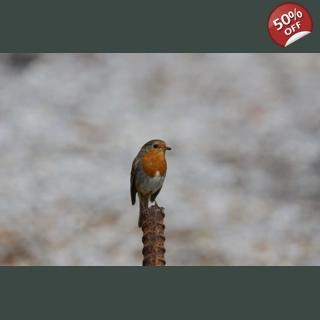 Robin on Rust