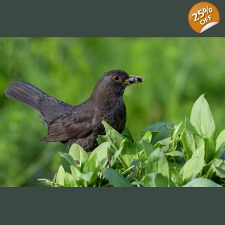 Blackbird's Berries