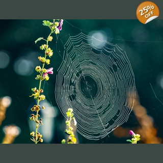 Spiders Web