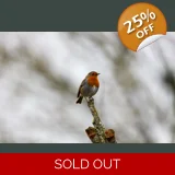 Robin's on Top
